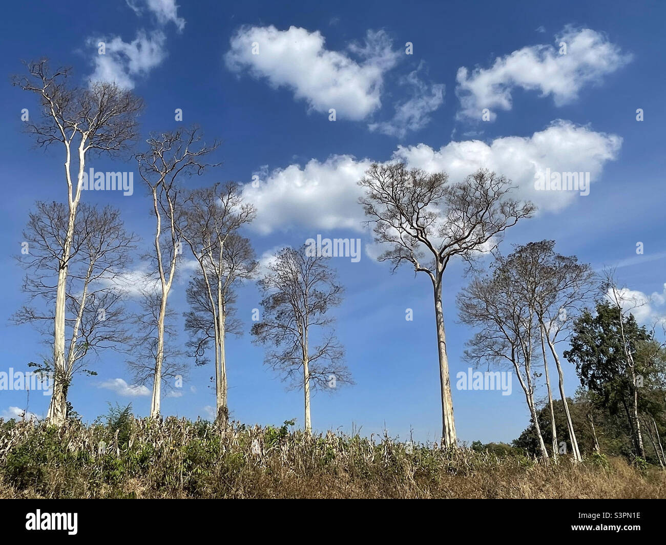 by the changing season of leaves - Smartphone Captured Stock Image