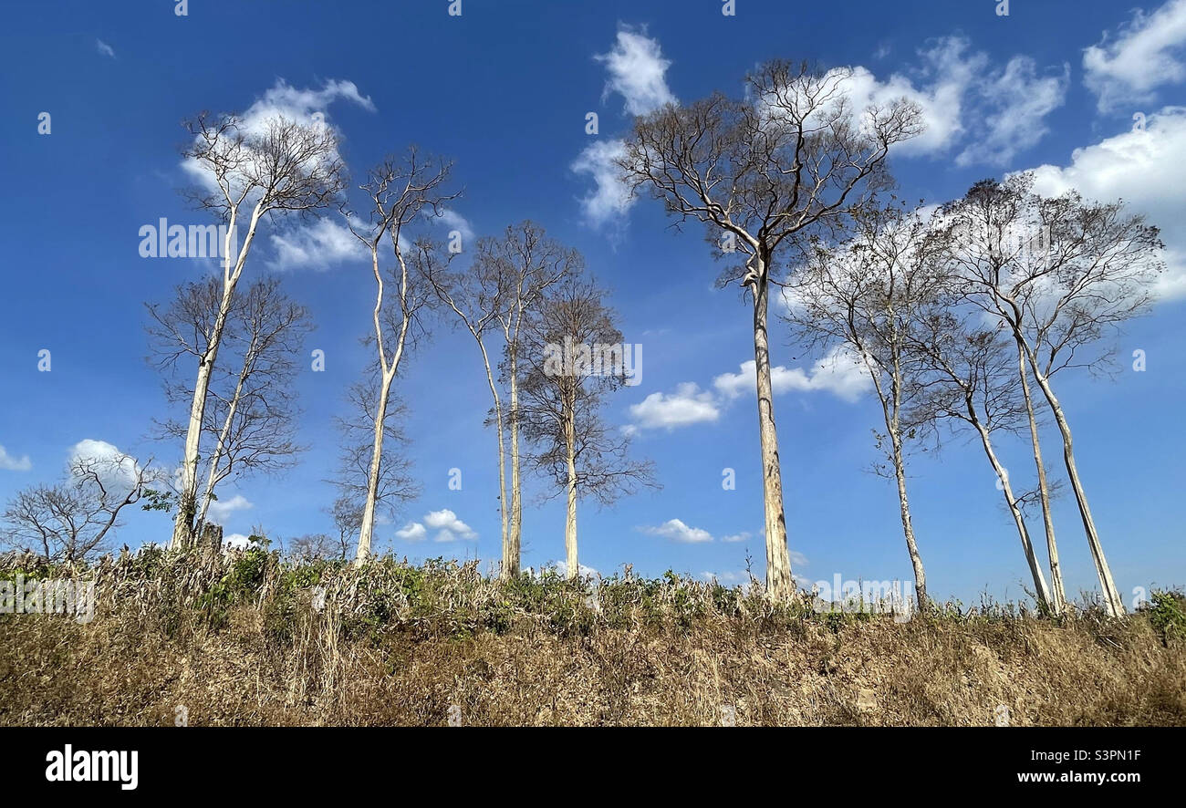 by the changing season of leaves - Smartphone Captured Stock Image