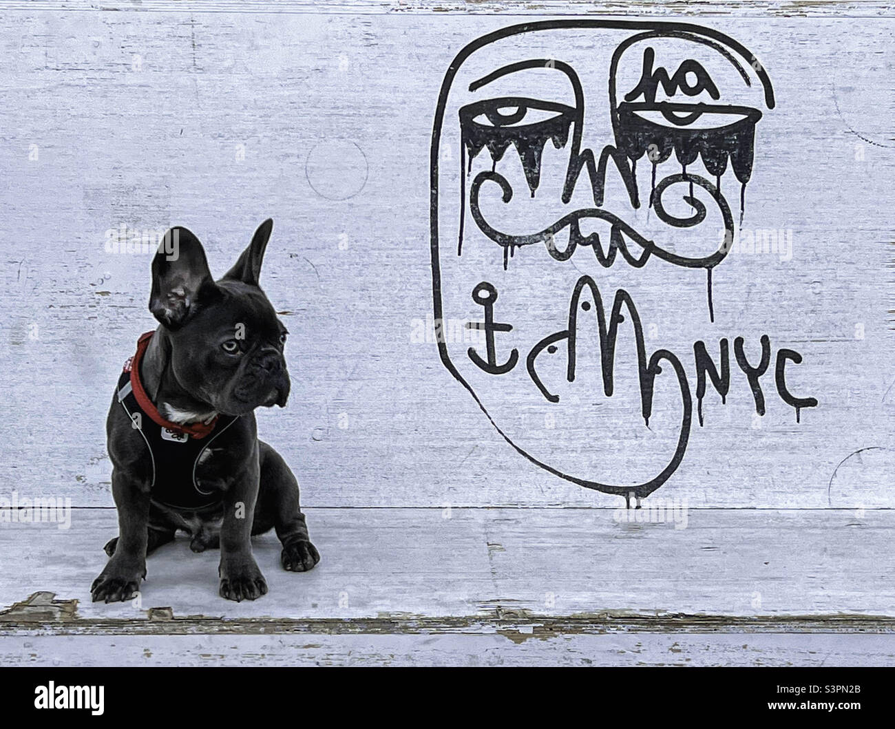 Small black pug dog with red collar sits on white bench next to graffiti face - Smartphone Captured Stock Image
