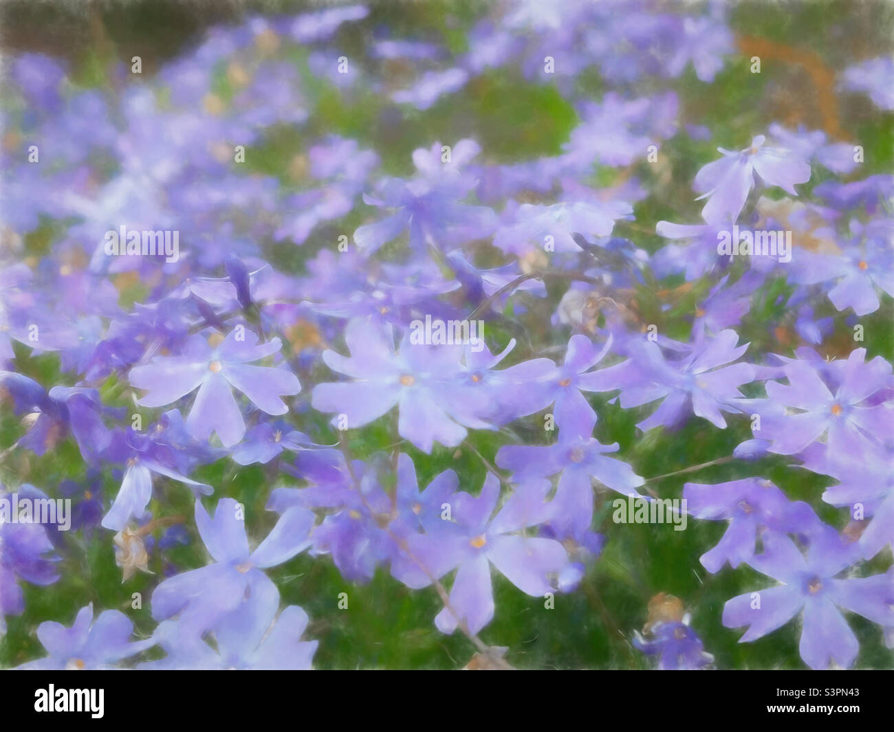 Purple colored phlox flower blossoms. Soft blurry background. Stock Photo