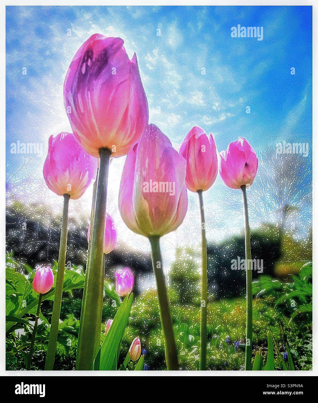 Spring tulips - Smartphone Captured Stock Image