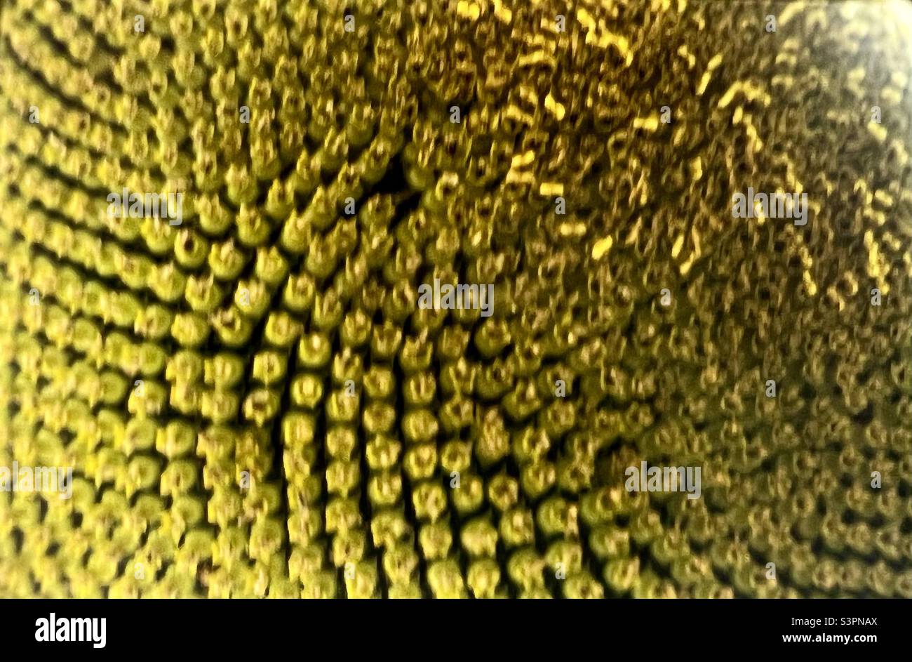 Sunflower closeup of Pistils Stock Photo