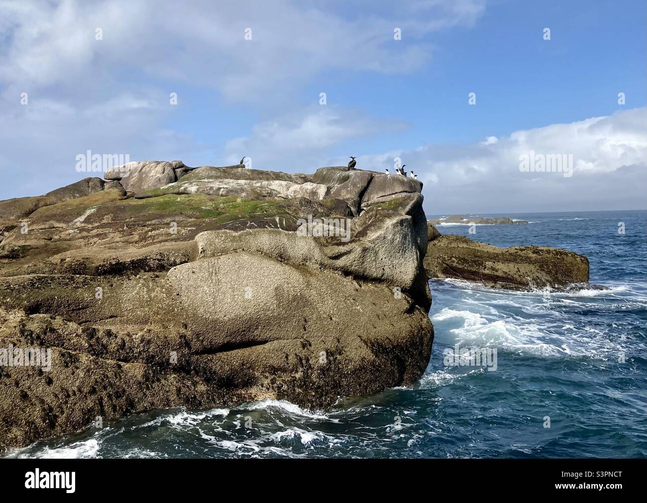 Sea birds including shags and razorbills on a rocky island, Isles of Scilly Stock Photo