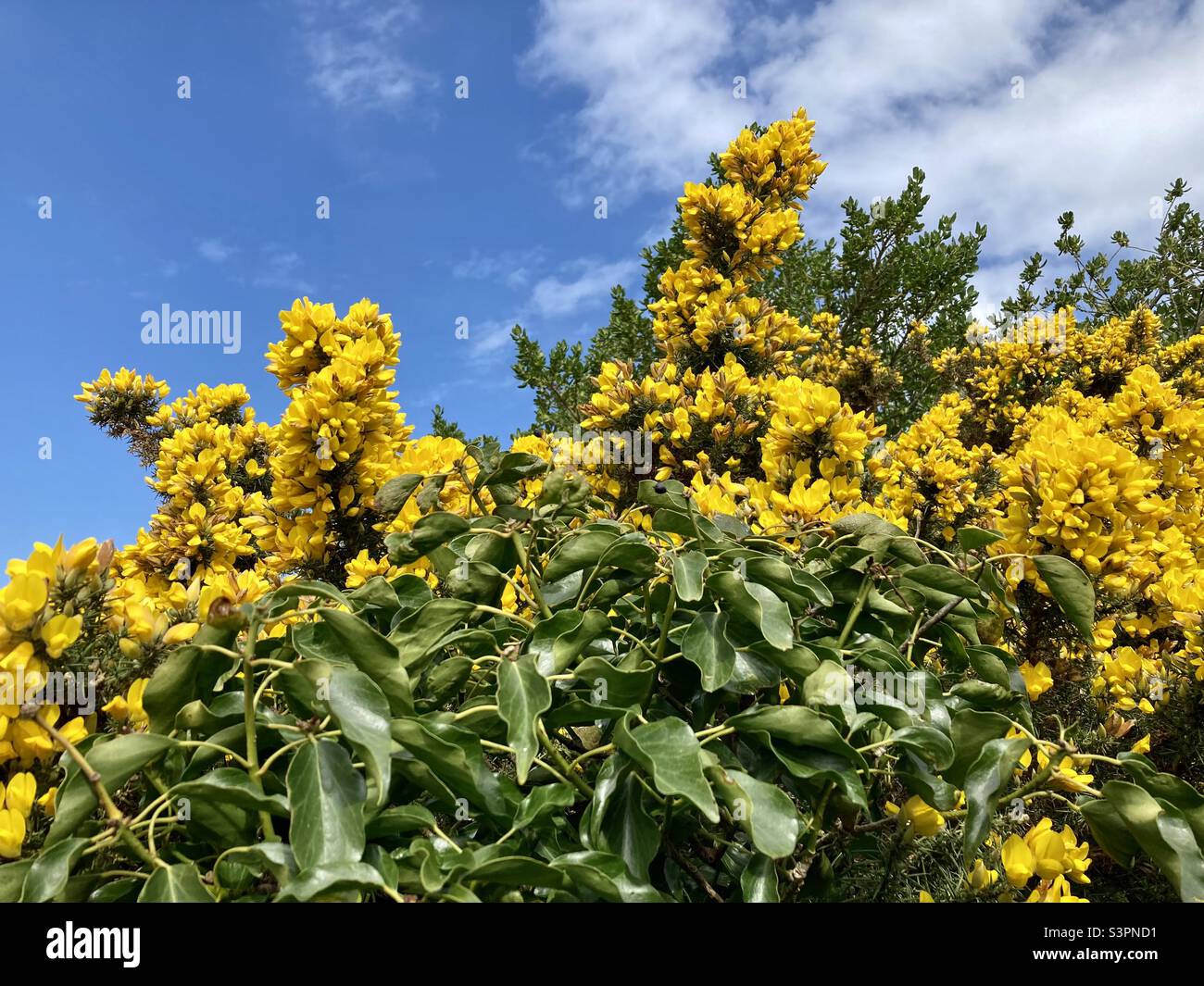 Bright yellow flowering gorse under a blue sky, spring time in the Isles of Scilly - Smartphone Captured Stock Image