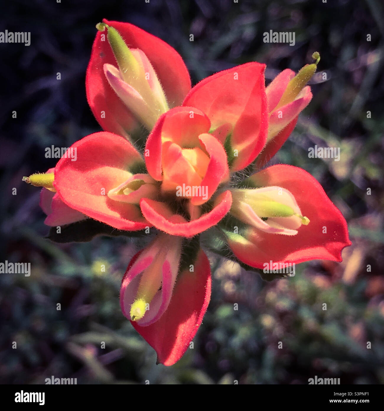 Spring texas wildflowers hi-res stock photography and images - Alamy