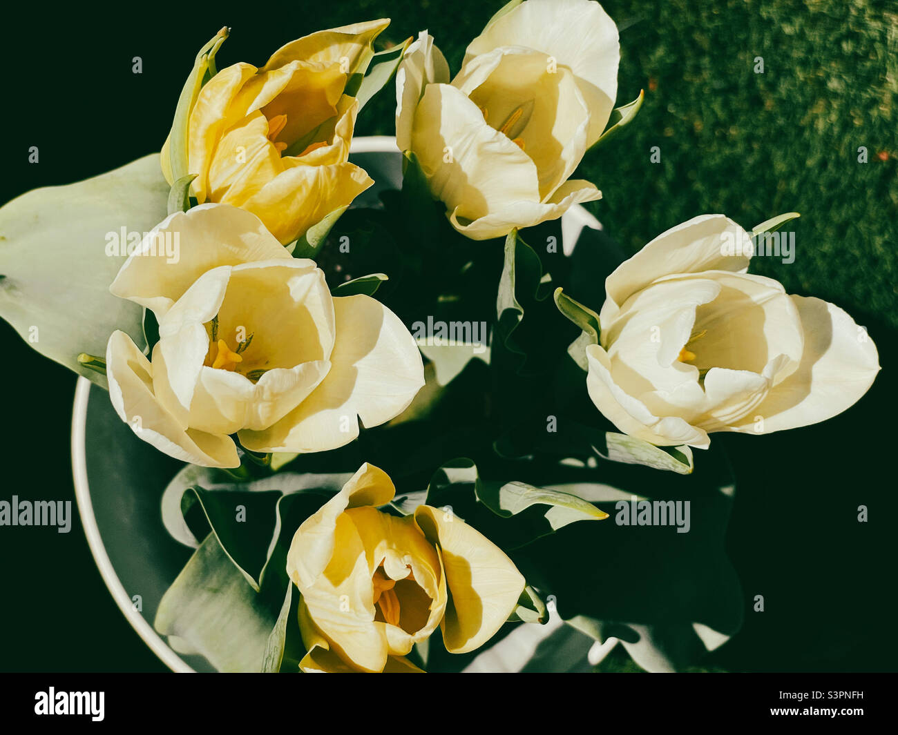 YellowTulips in a planter photographed from above outside on a sunny day - Smartphone Captured Stock Image