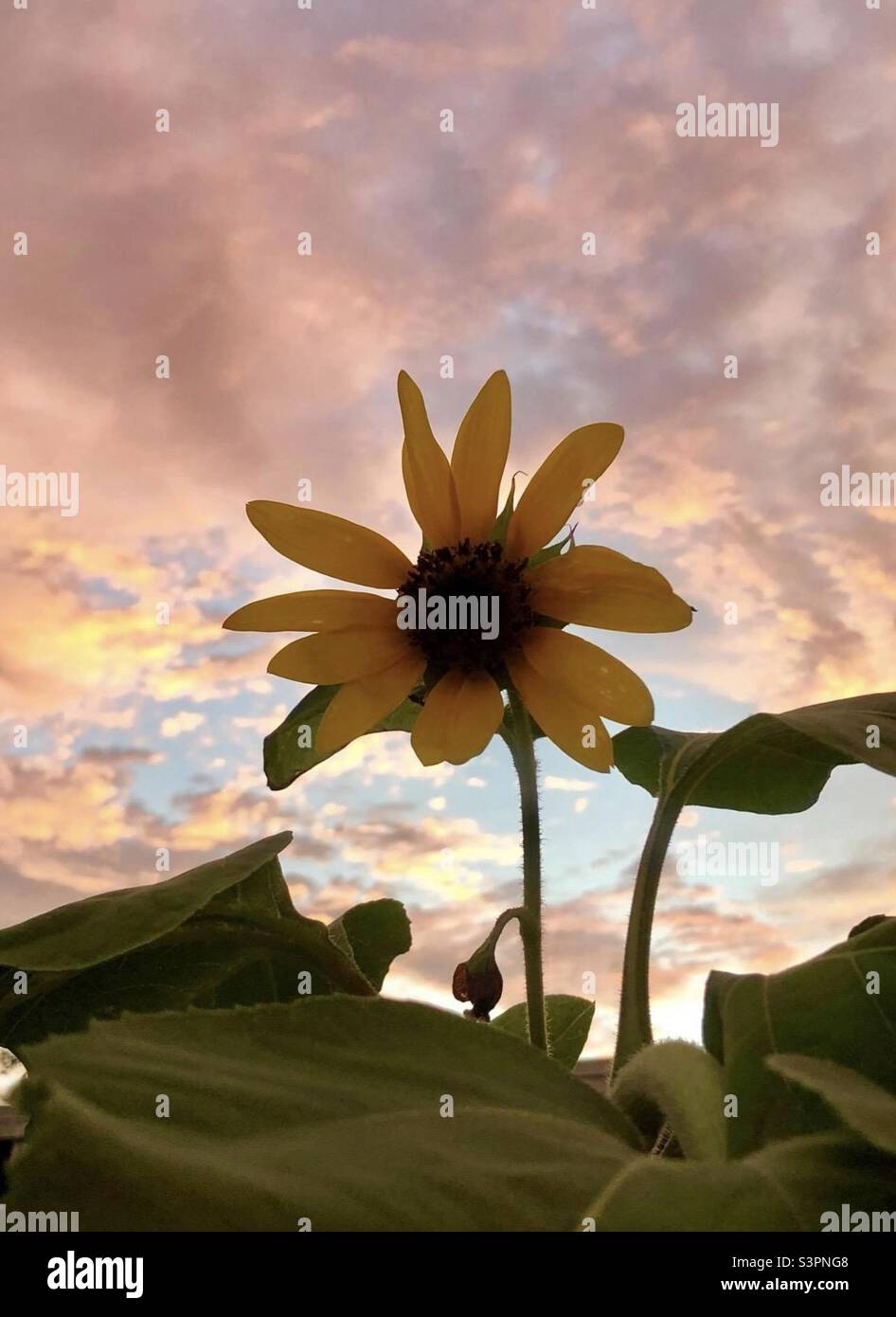 One, Small yellow sunflower type flower with a sunset sky with pink