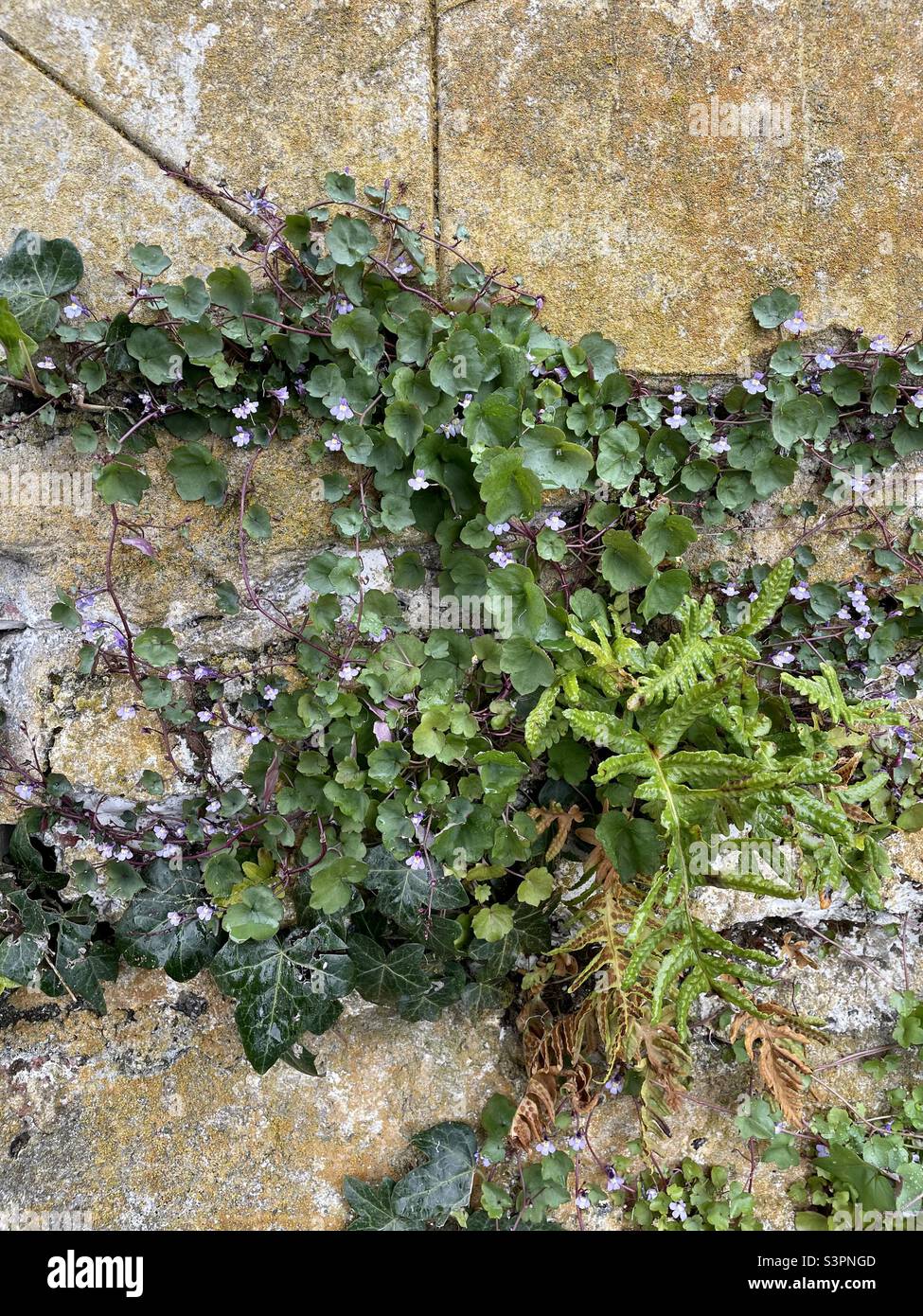 Life growing on a wall Stock Photo