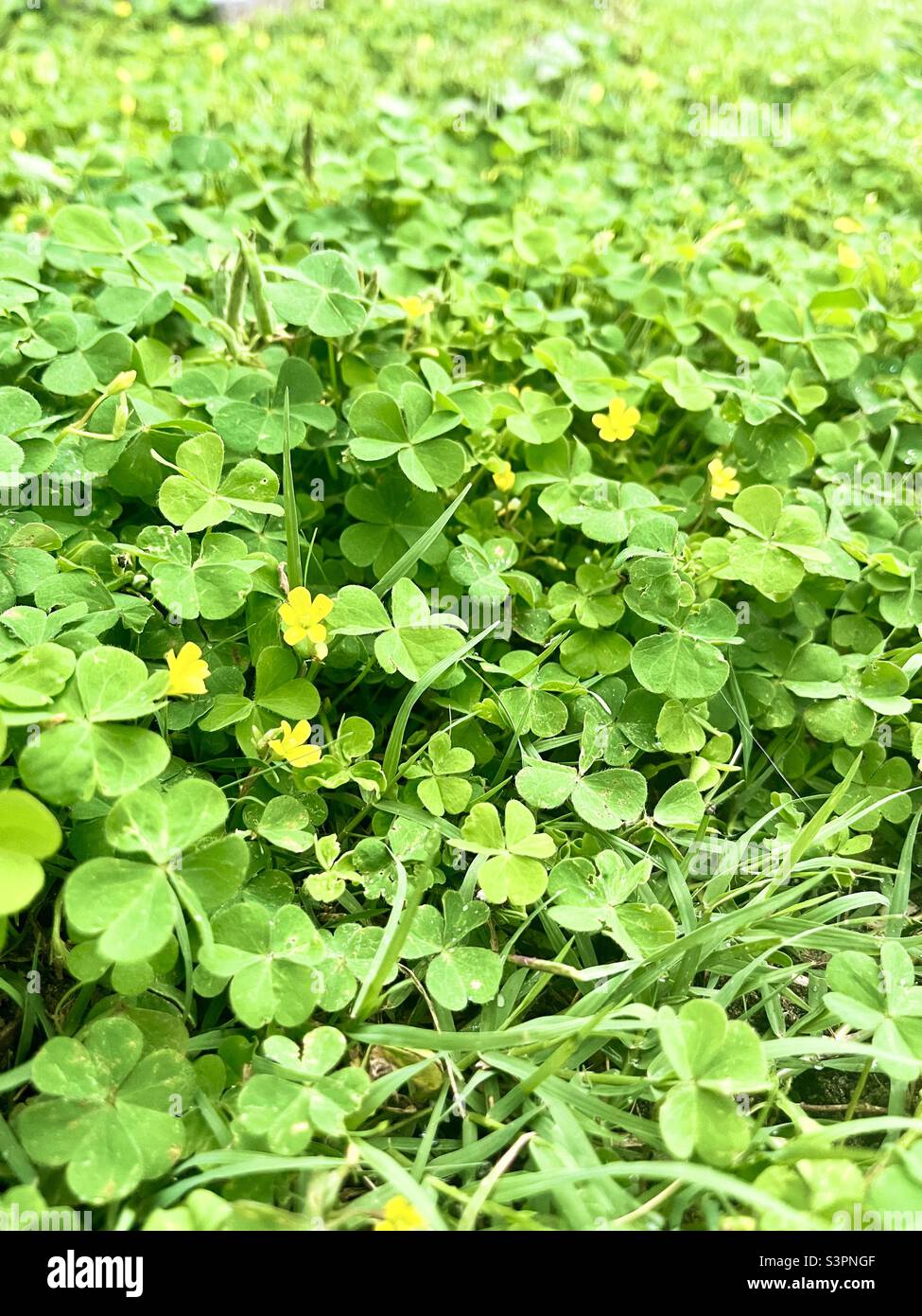Creeping woodsorrel plant growing with flowers blooming on lawn with