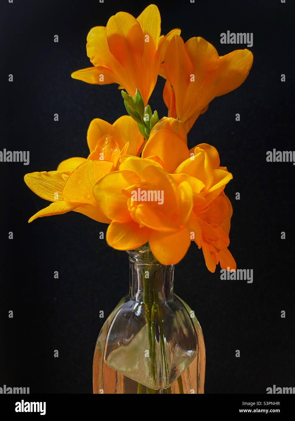 Yellow Freesia with black background - Smartphone Captured Stock Image