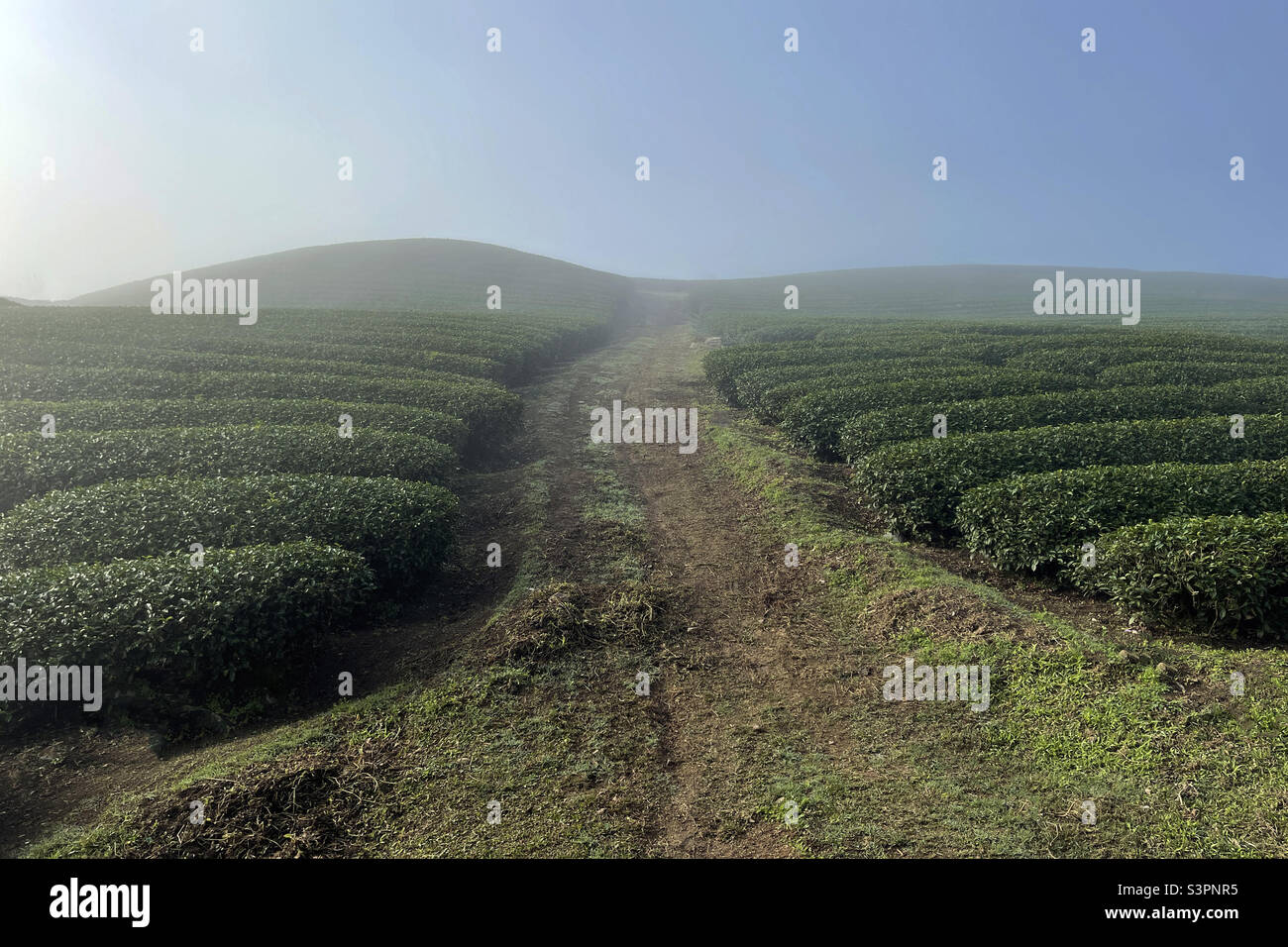 Oolong tea hill in the morning dew - Smartphone Captured Stock Image