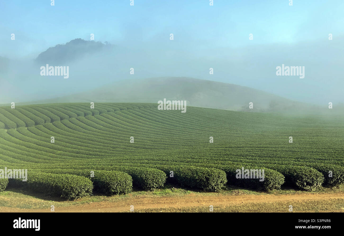 Oolong tea hill in the morning dew - Smartphone Captured Stock Image