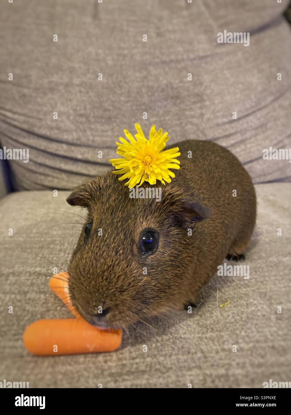 Guinea pig with dandelion on its head eating carrots Stock Photo Alamy
