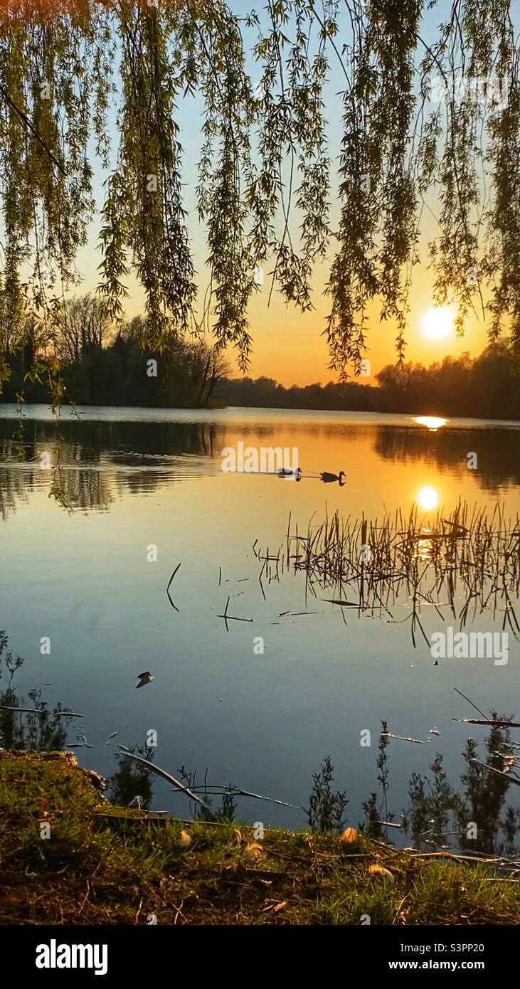 Two ducks in the evening sun Stock Photo Alamy