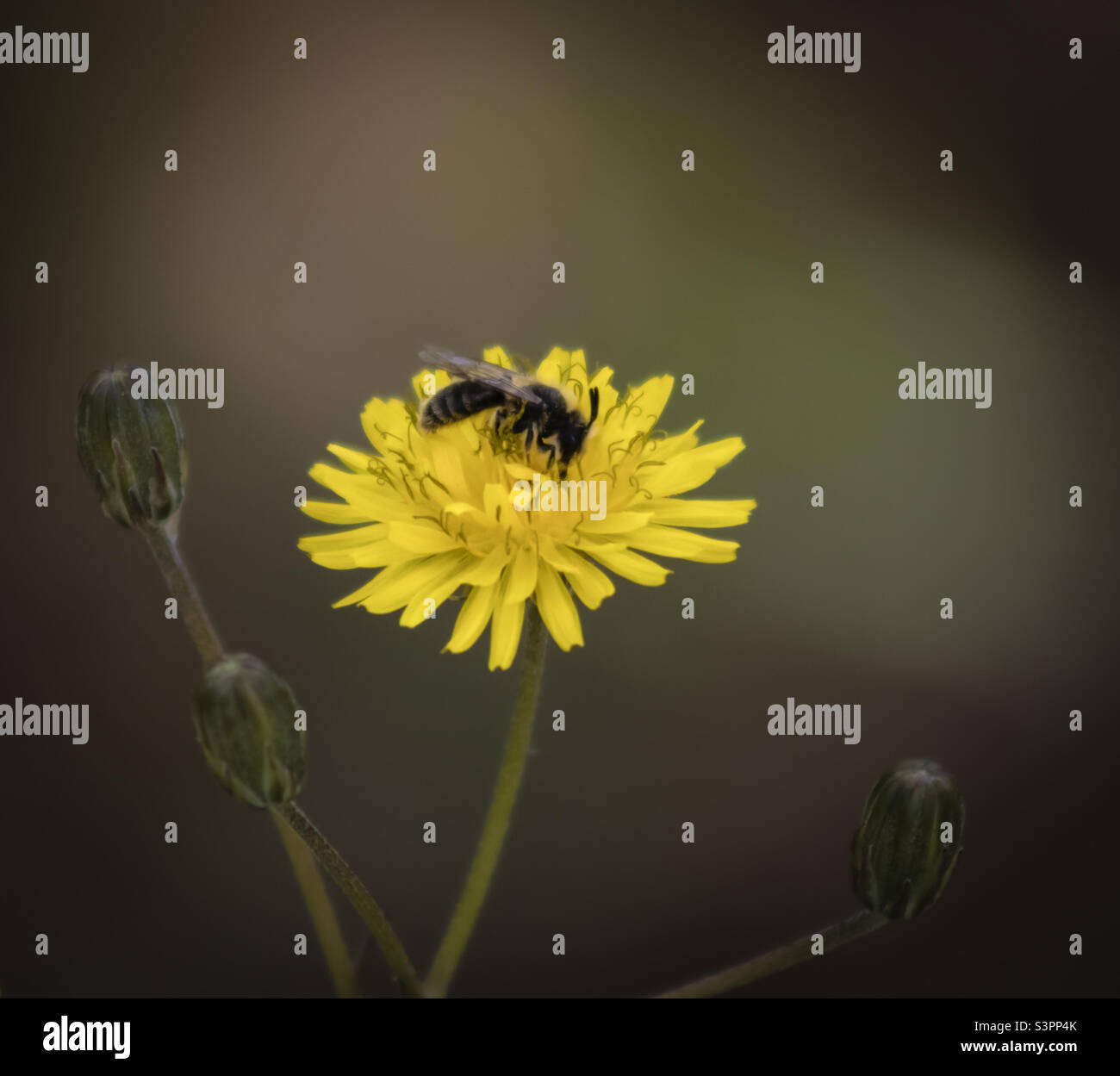 Wasp collecting pollen from a small yellow flower - Smartphone Captured Stock Image