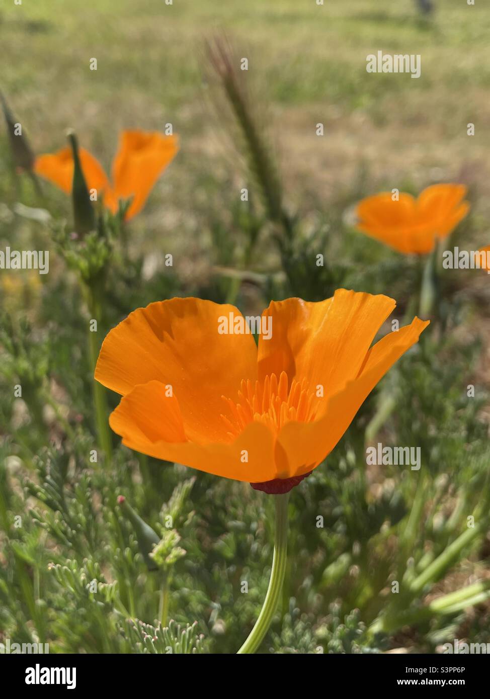 Beautiful poppy hi-res stock photography and images - Alamy