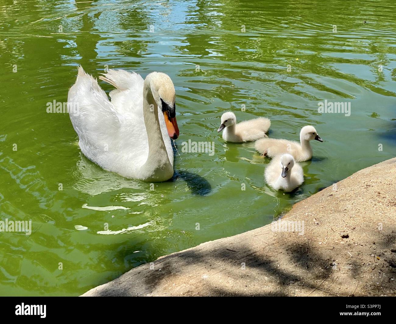 Swan with three baby cygnets Stock Photo