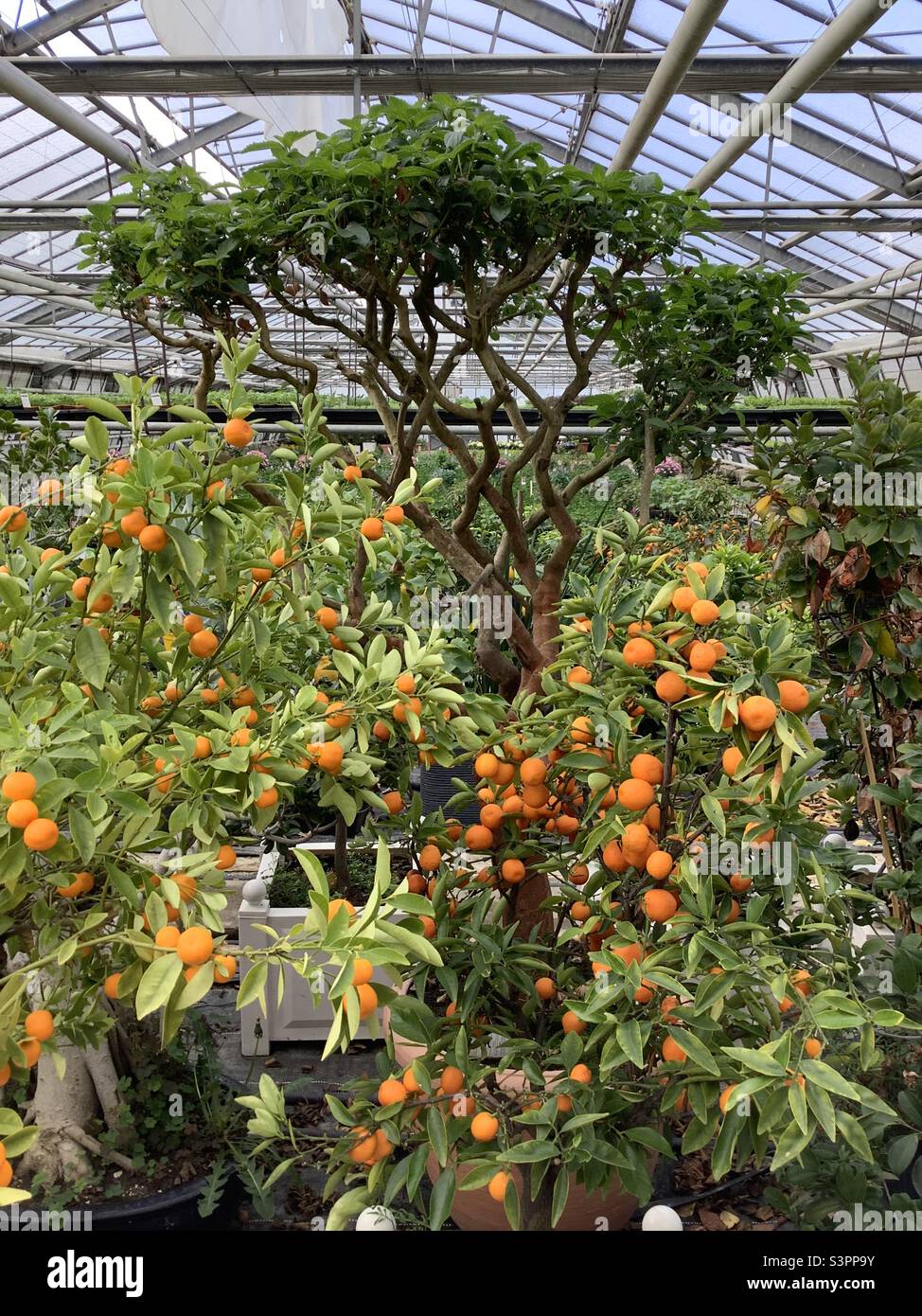 Orange tree and fruits in tropical garden in greenhouse Stock Photo