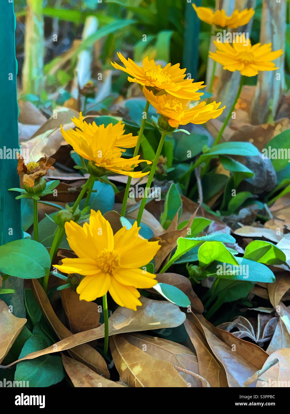 Yellow colored Coreopsis flowers growing in a backyard garden. Artistic. Stock Photo