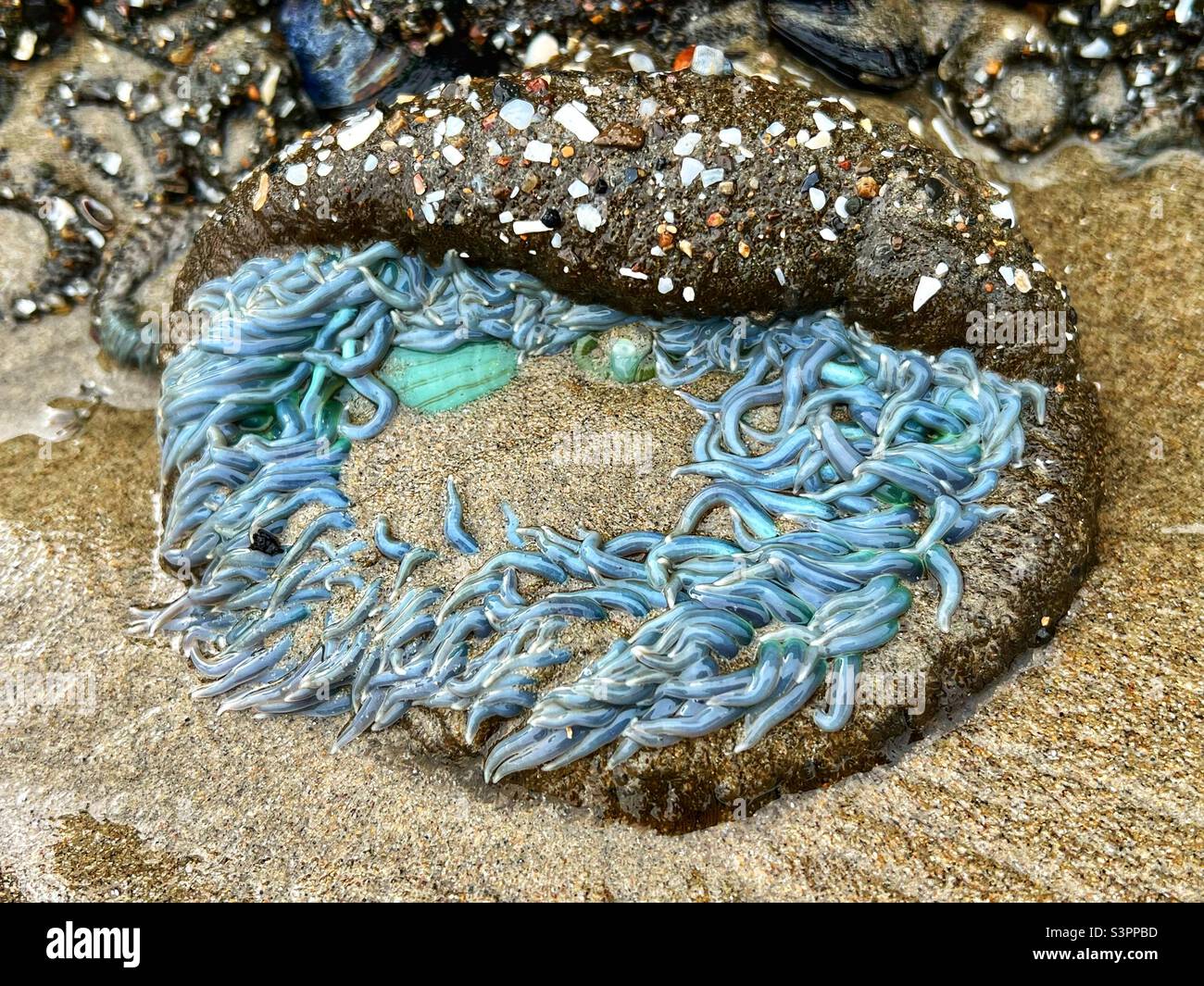A light blue sea anemone at a tide pool at Butterfly Beach in Montecito, Santa Barbara County, California USA - Smartphone Captured Stock Image