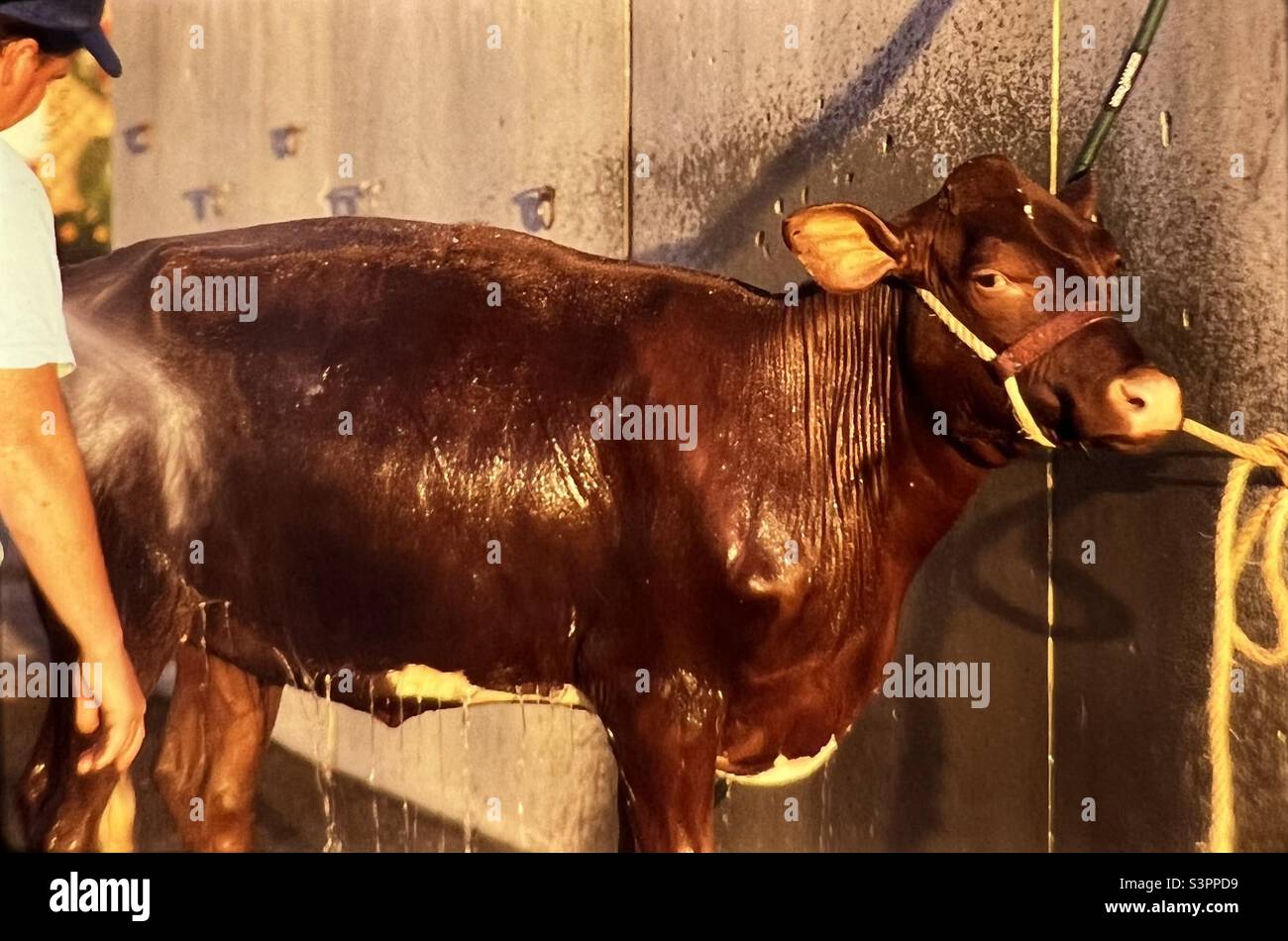 Cow being washed at New England fair Stock Photo Alamy