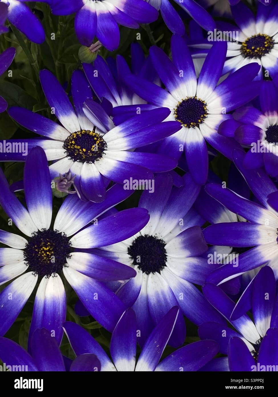 Senetti Blue and White Stock Photo