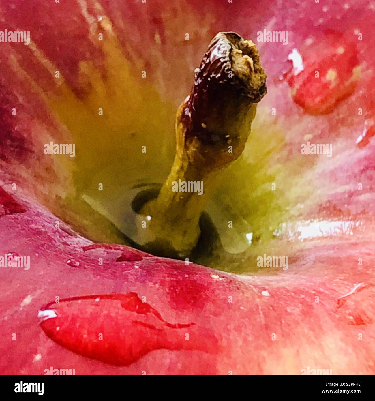 Red Apple peduncle - close-up. Water drops on the apple. - Smartphone Captured Stock Image