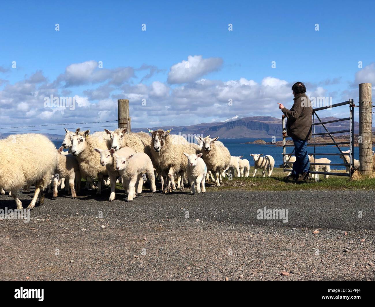 Spring Lambs on the Isle of Iona, Scotland - Smartphone Captured Stock Image
