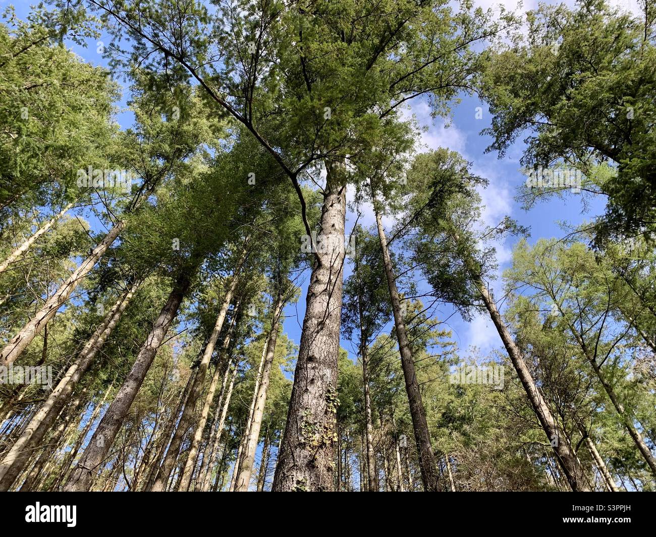 Pine tree forest Stock Photo