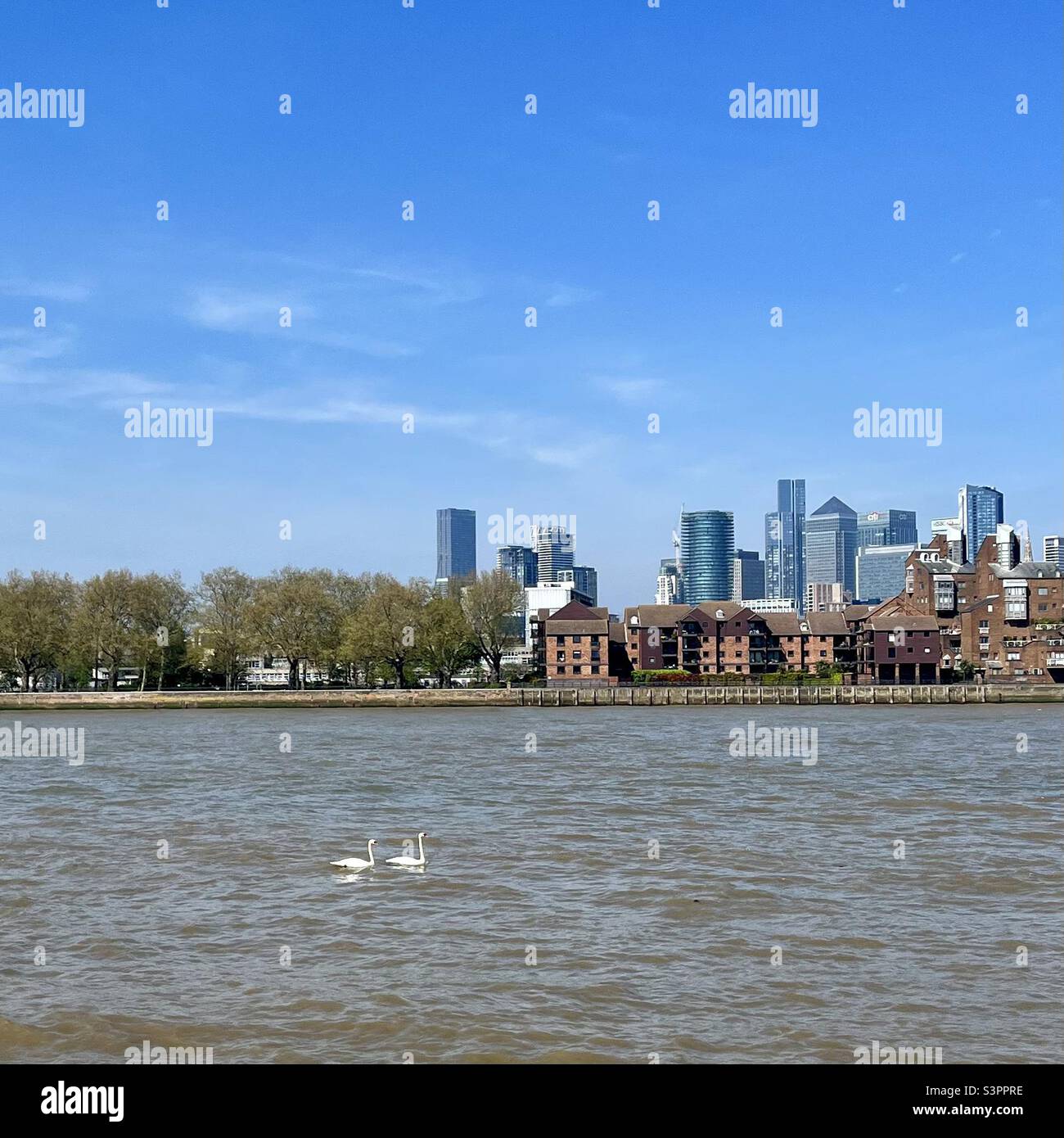A view of Canary Wharf across the River Thames from Greenwich with two swans on the water April 2022 - Smartphone Captured Stock Image