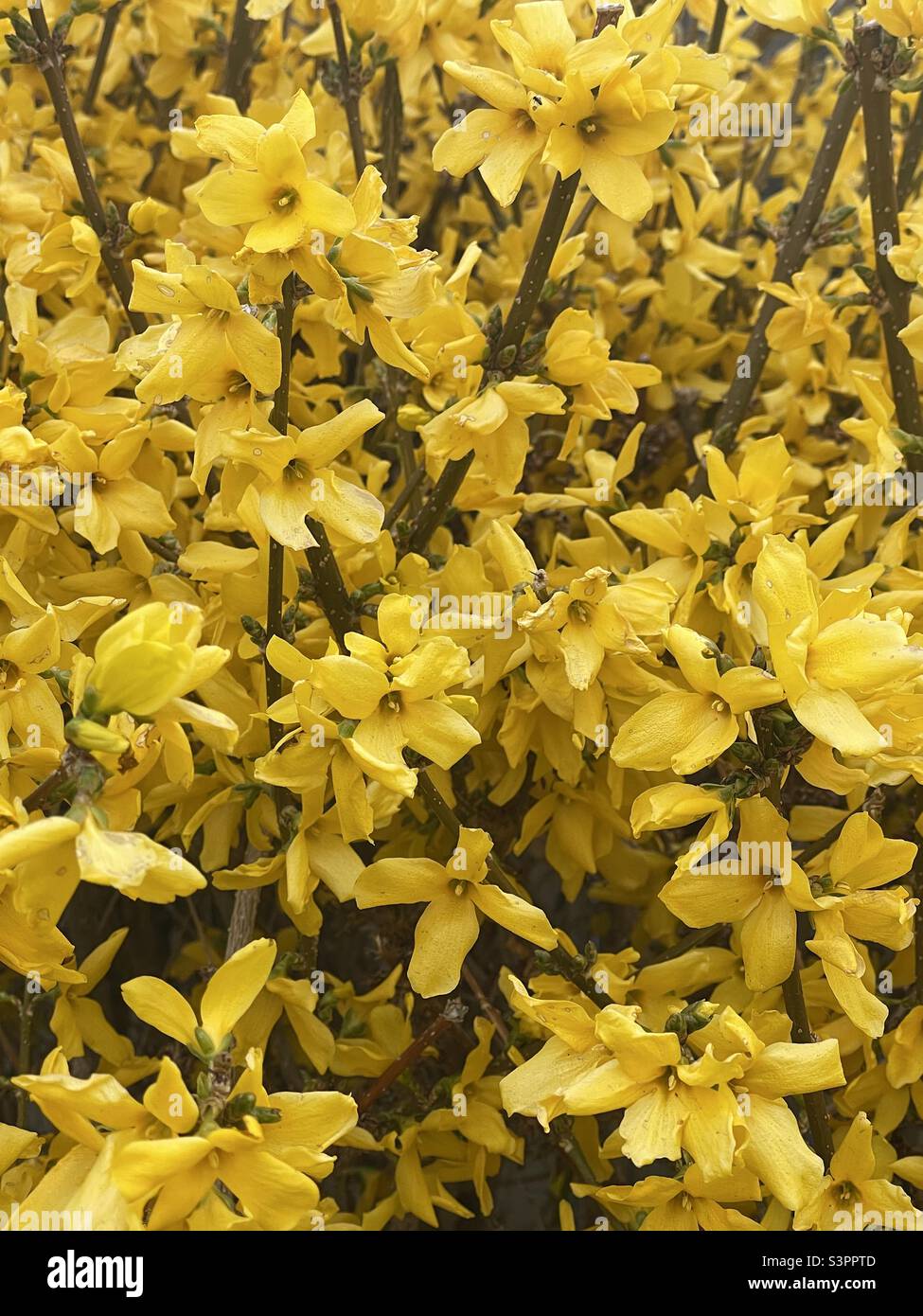 Beautiful yellow Forsythia blooms on a Forsythia bush in a yard in Utah, USA in the springtime. Stock Photo