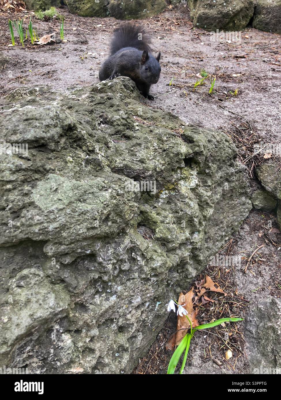 A curious black squirrel on a rock. - Smartphone Captured Stock Image