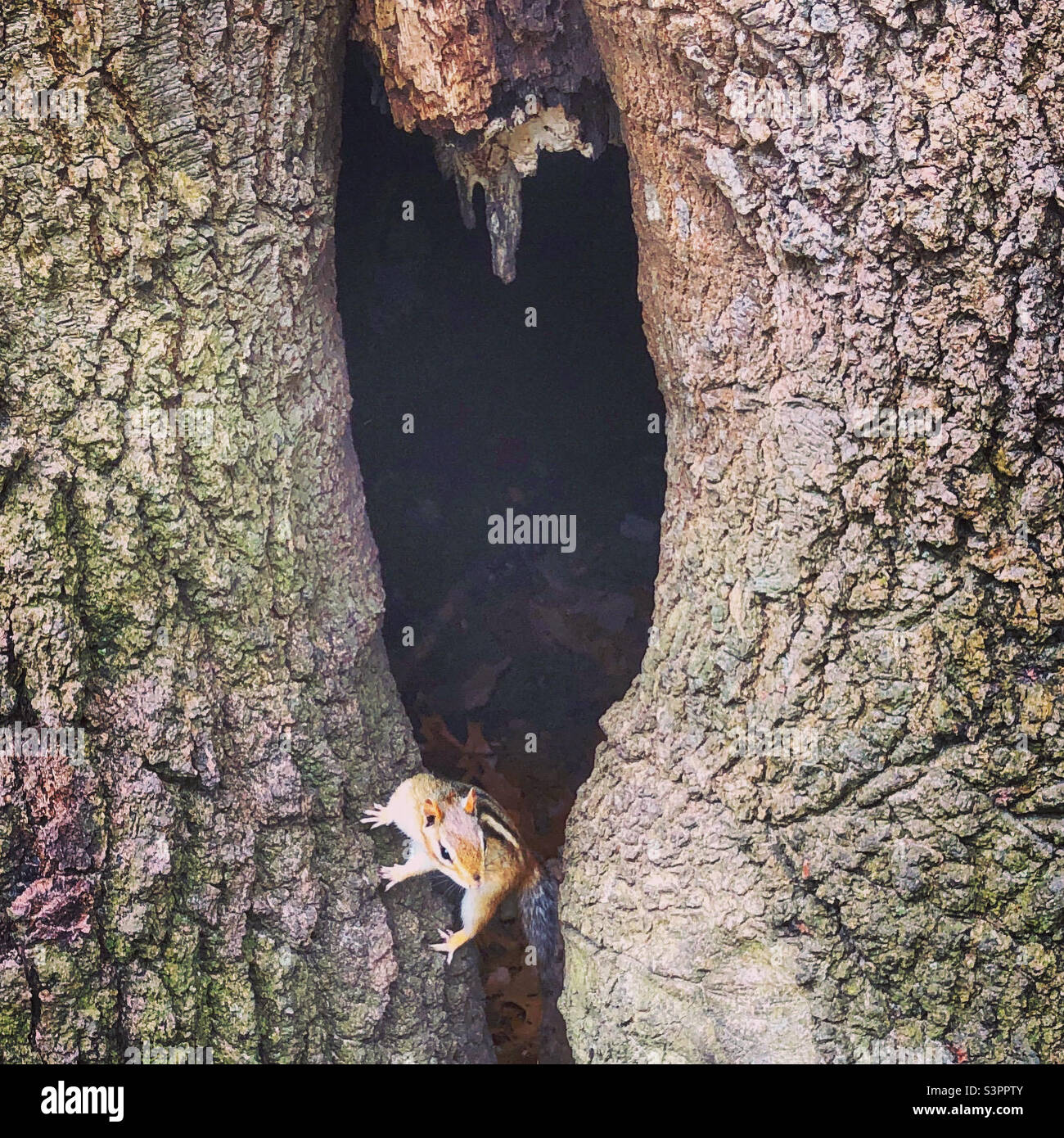 A chipmunk peering out of a hole in a tree. - Smartphone Captured Stock Image