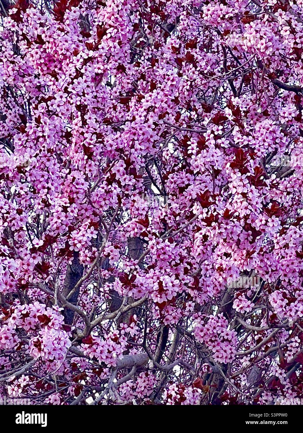 Beautiful blossoming tree of pink blooms in a Utah, USA suburban neighborhood in the springtime. Image is zoomed close enough to fill the entire frame with blooms, so makes a great natural background. - Smartphone Captured Stock Image