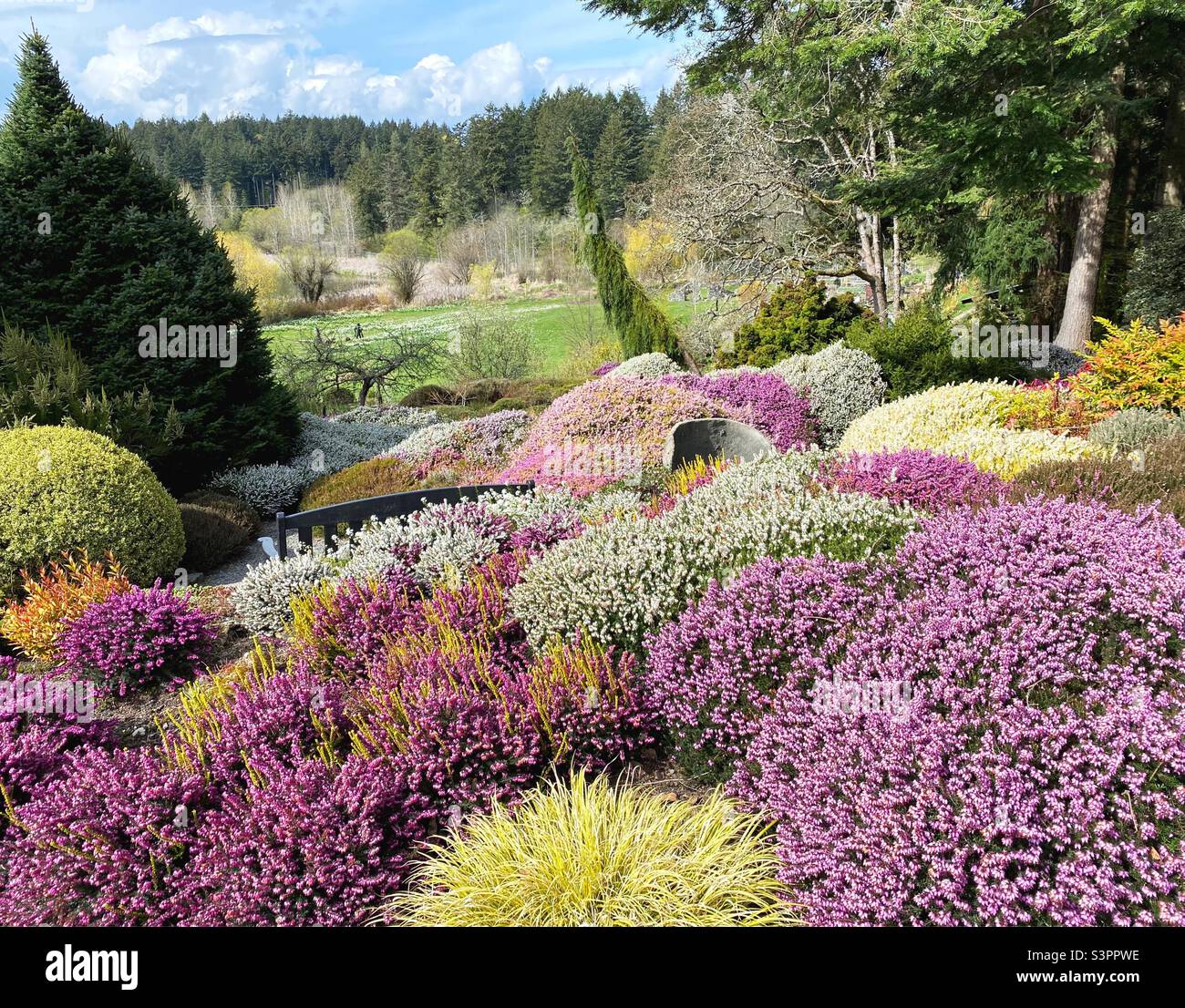 A garden of heather and conifers at the Horticulture Centre of the Pacific in Victoria, BC, Canada. Stock Photo