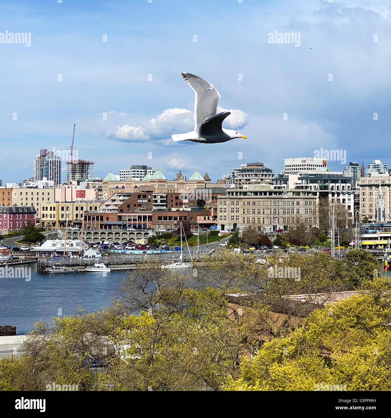 A seagull in the sky over Victoria, British Columbia in springtime. Stock Photo