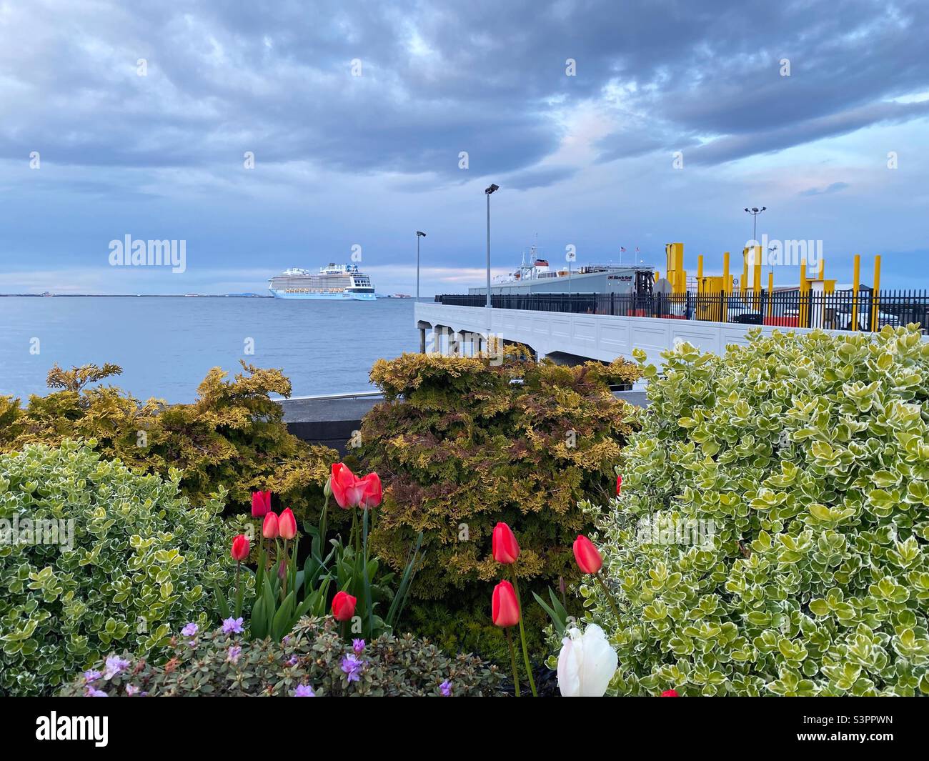A cruise ship in the distance and spring flowers in the foreground, in Port Angeles, Washington, USA. Stock Photo