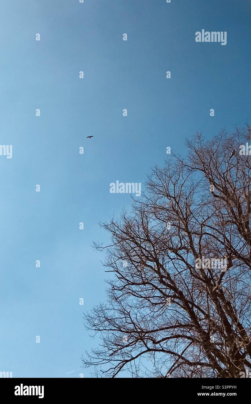 Red Kite flying over gardens in Rendlesham, Suffolk, East Anglia, UK