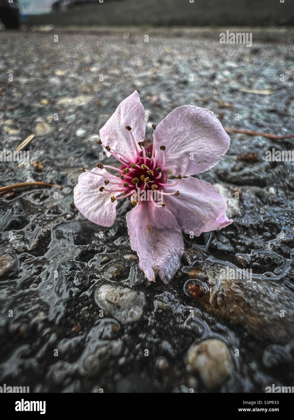 Fallen flower hi-res stock photography and images - Alamy
