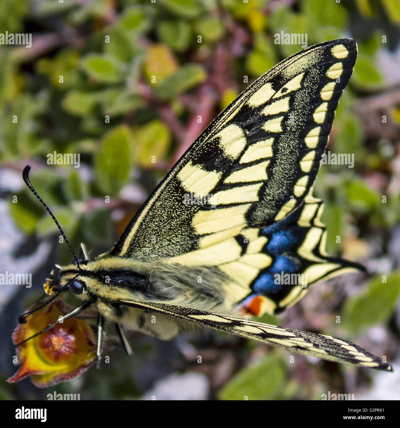 Close up of an Old World swallowtail butterfly on green foliage - Smartphone Captured Stock Image