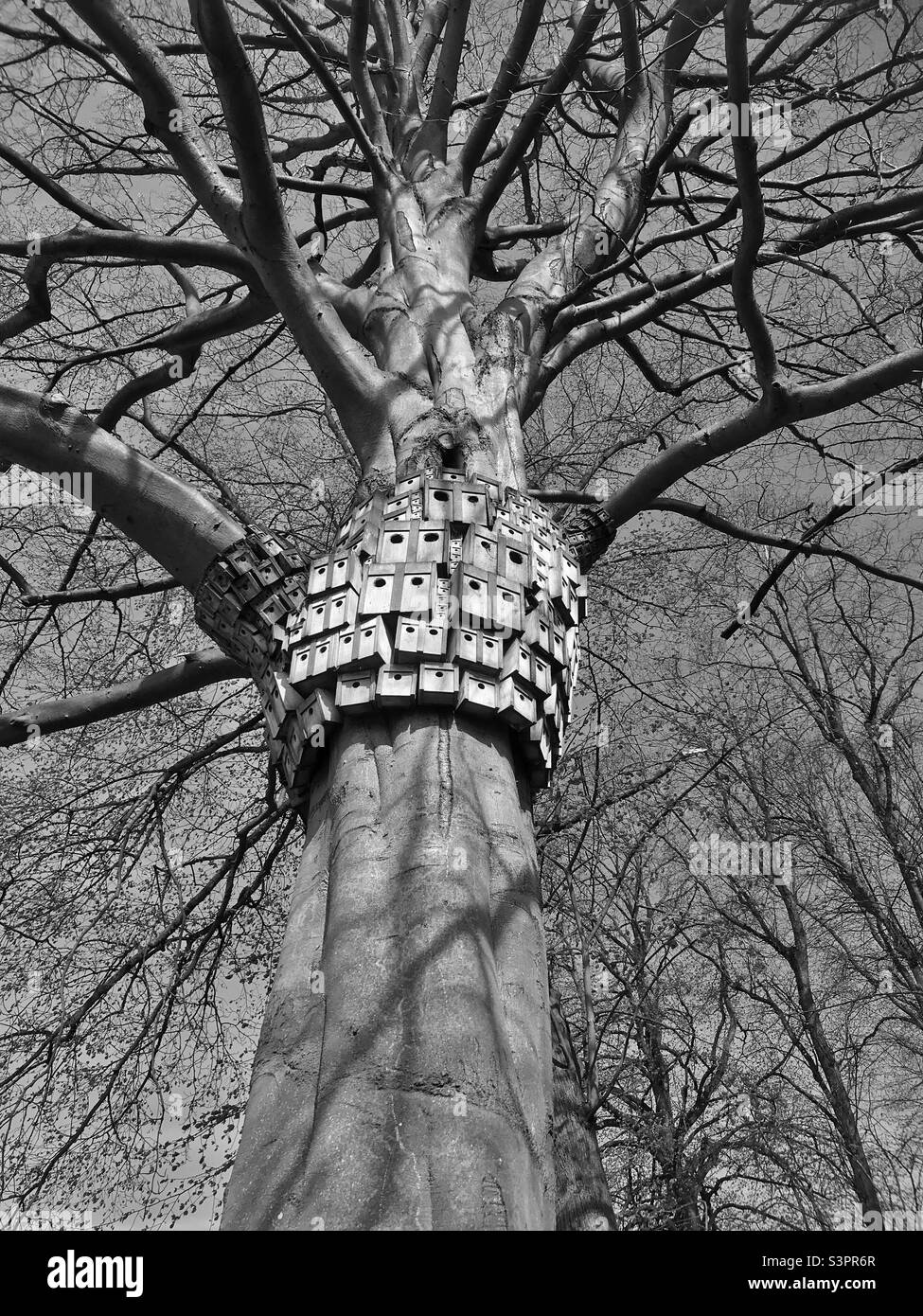 Bird boxes and insect homes on the trunk of a large tree - Eaton Park, Norwich, Norfolk, East Anglia, UK Stock Photo
