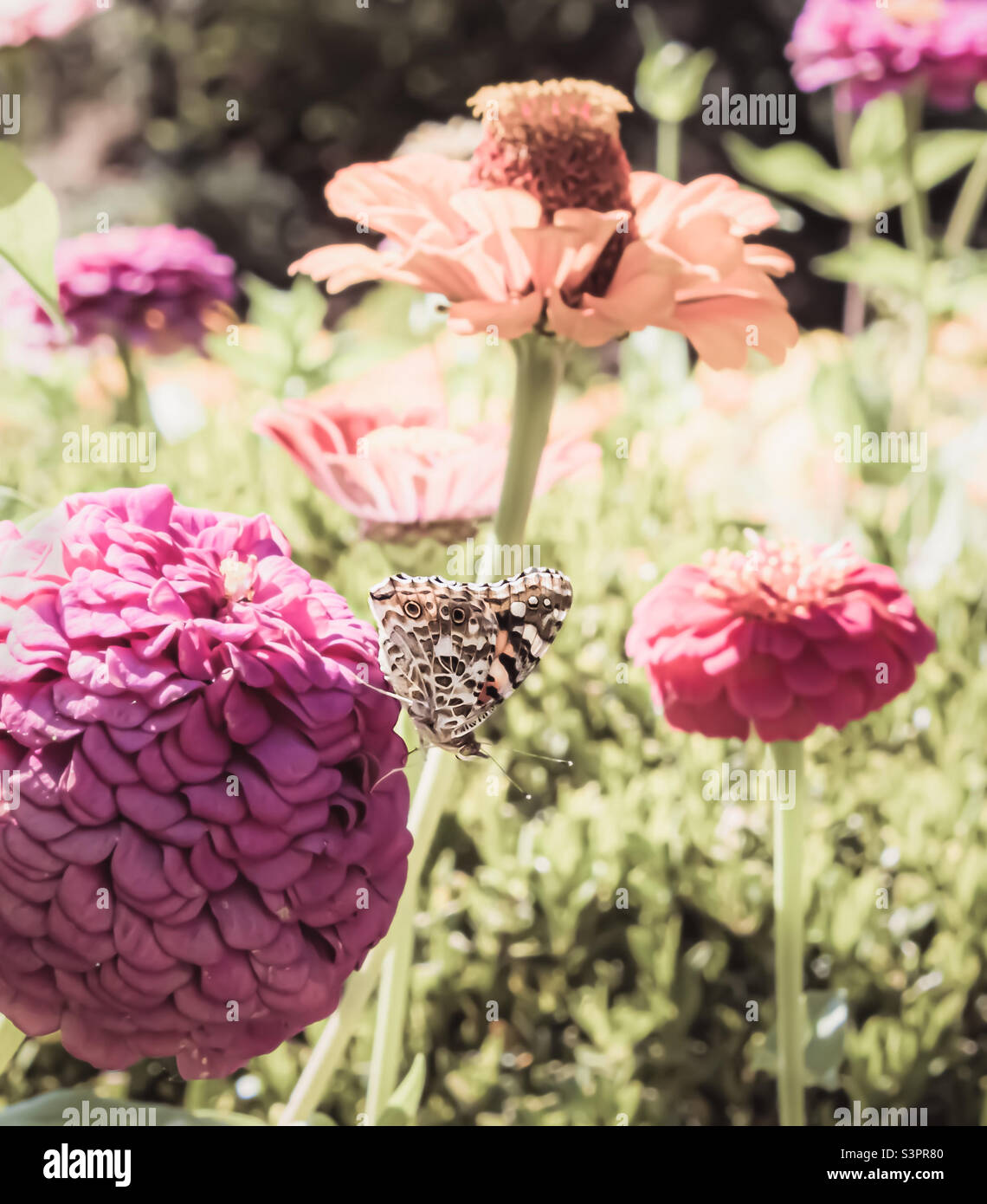 A painted lady butterfly, lands on a large pink zinnia, amid other colourful flowers in very bright sunlight - Smartphone Captured Stock Image
