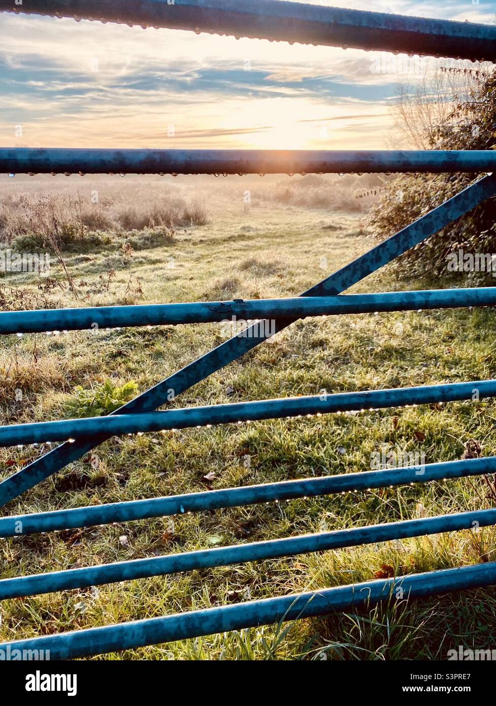 Morning dew on a metal field gate with the sun coming up to take the chill off the air - Suffolk Coast and Heaths Area of Natural Beauty, East Anglia, UK Stock Photo