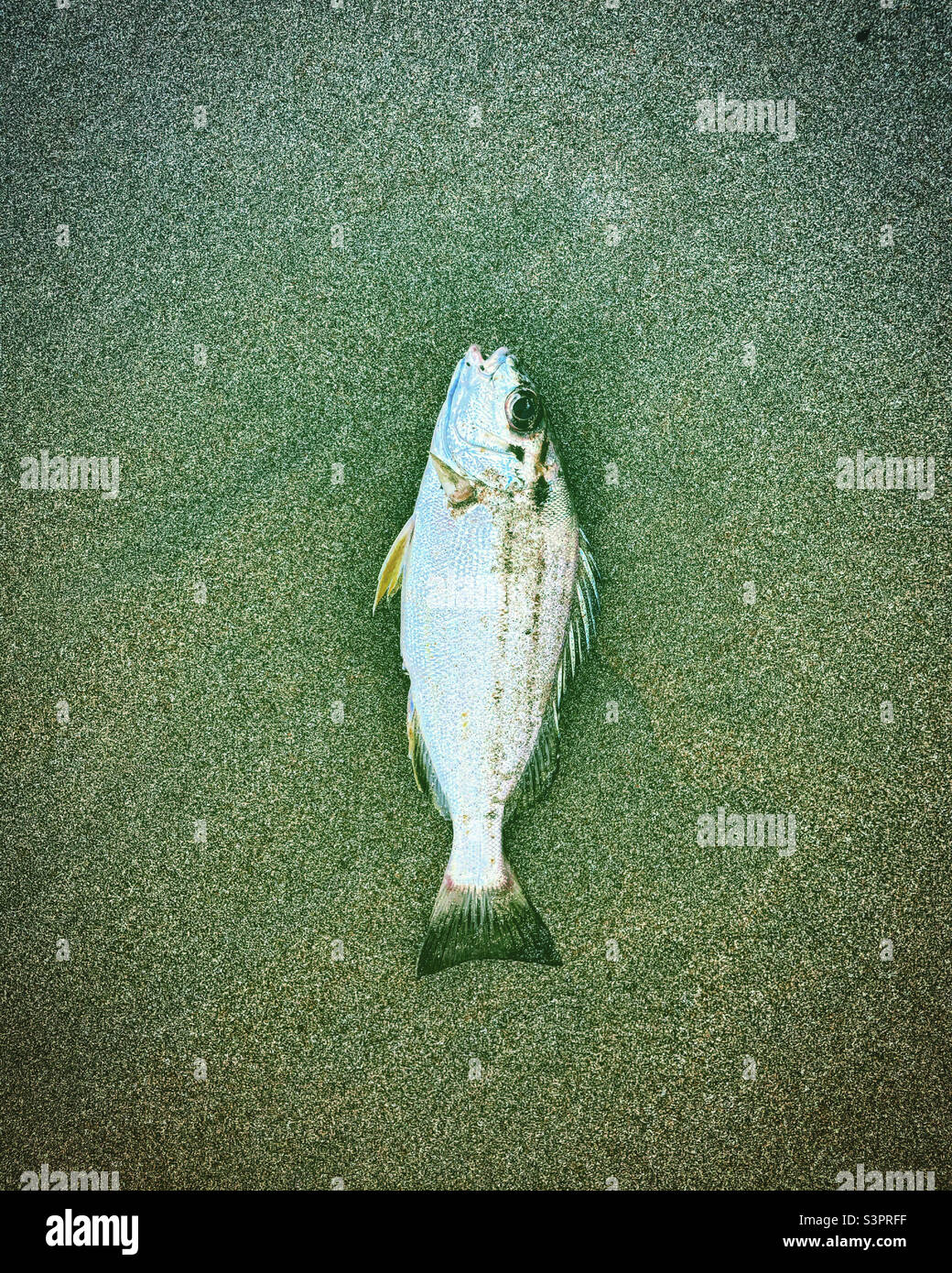 death on the beach with this dead ifsh on the sand top view - Smartphone Captured Stock Image