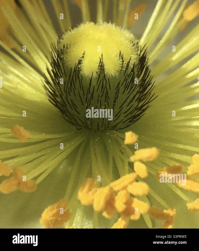 Poppy, yellow, golden, green, awe, beauty , energy - Smartphone Captured Stock Image