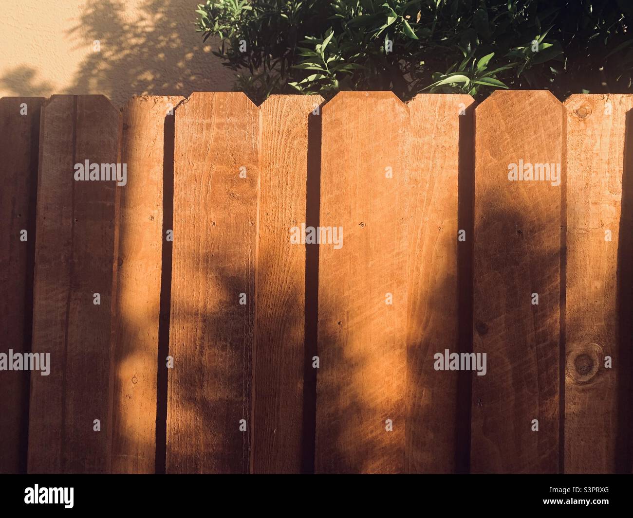 Cedar wooden fence in the yard Stock Photo
