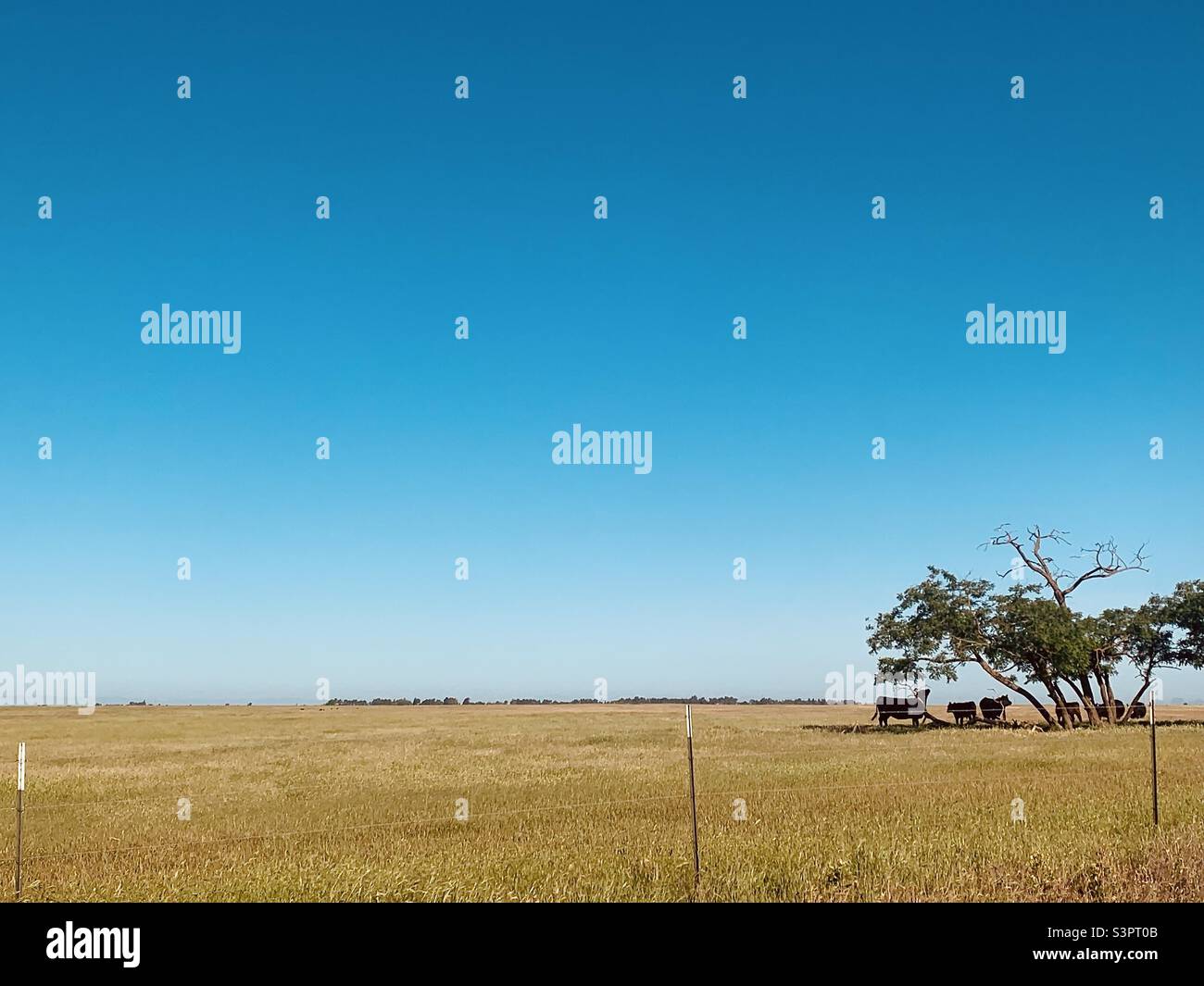 Cattle in the field on a summers morning in the pasture and green grass Stock Photo