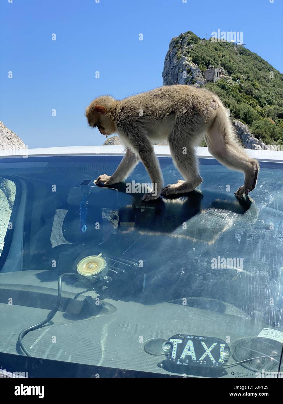 Barbary macaque walking on a car windscreen Stock Photo