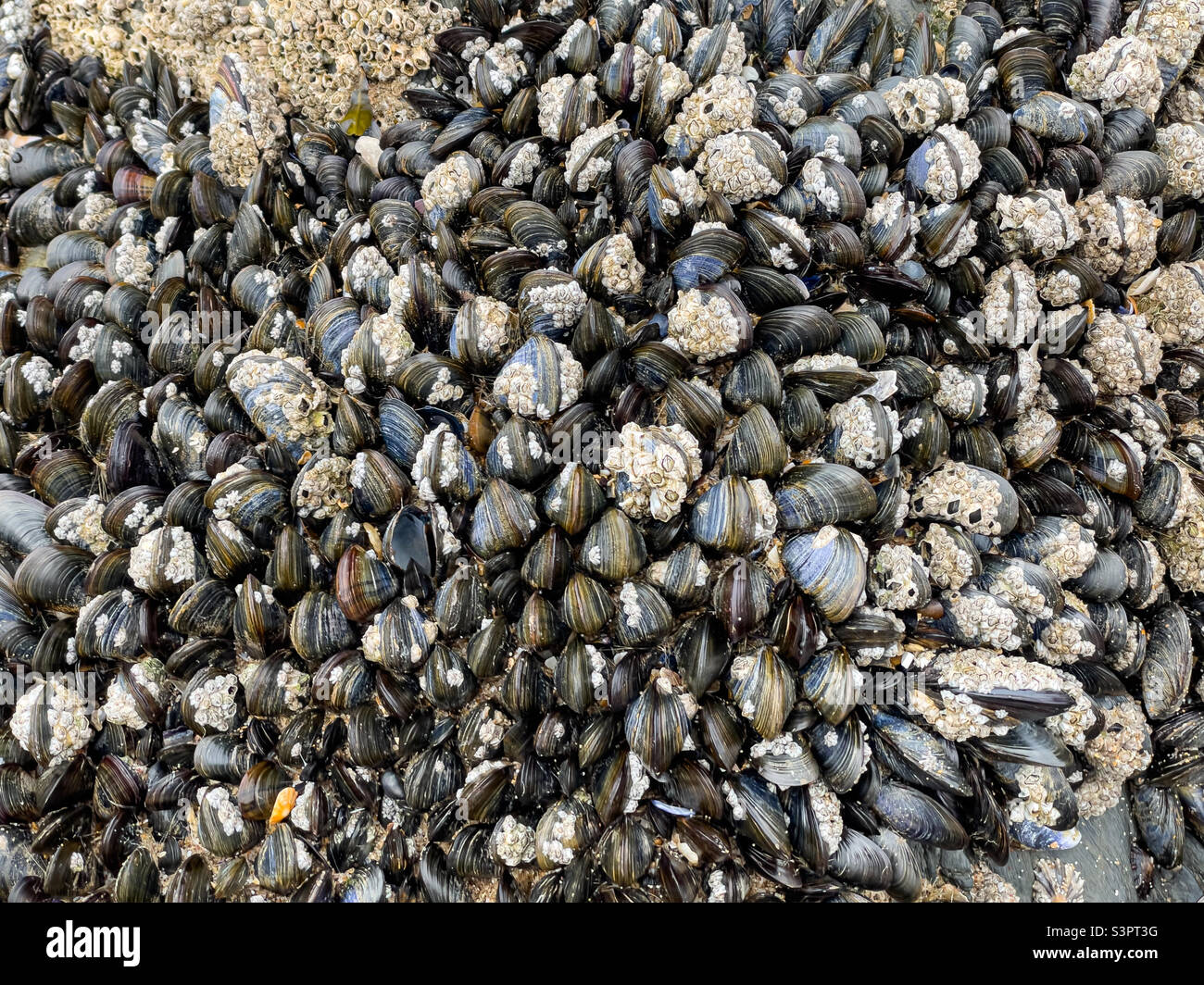 Bivalve molluscs attached to rocks on Saunton Sands beach, Devon, UK Stock Photo