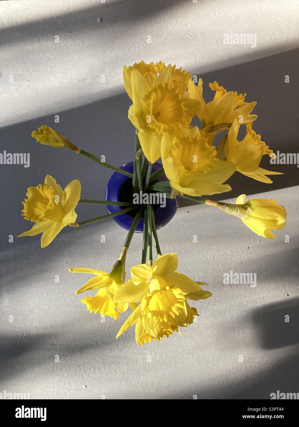 Daffodils in a blue vase photographed from above. Shadows and sunlight on the grey table - Smartphone Captured Stock Image
